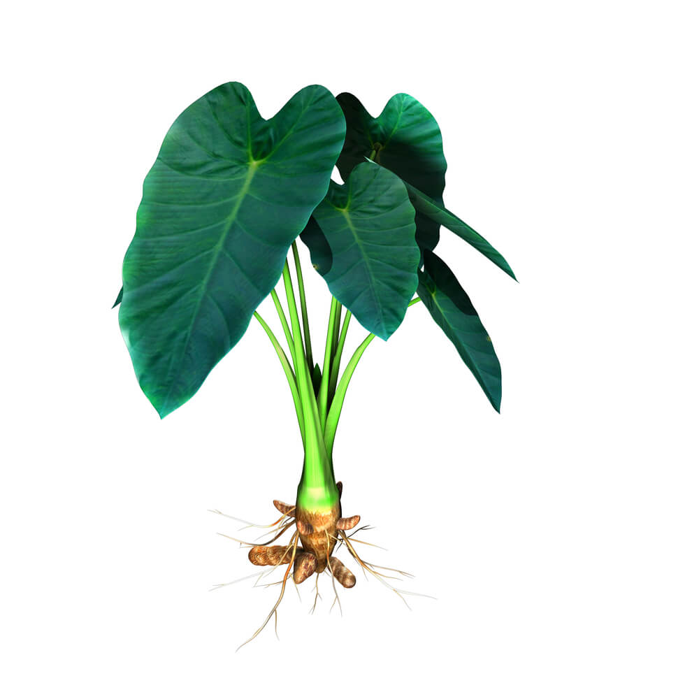 Elephant Ear Plant