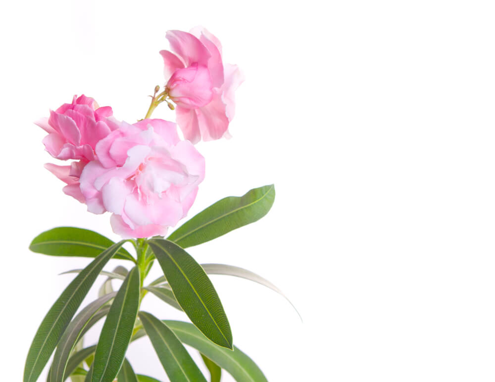 Oleander