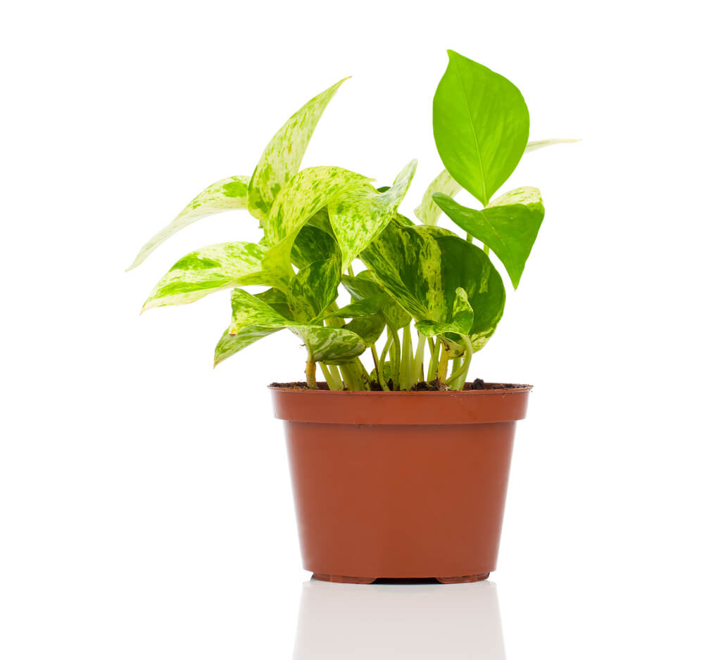 Devil's Ivy Plant