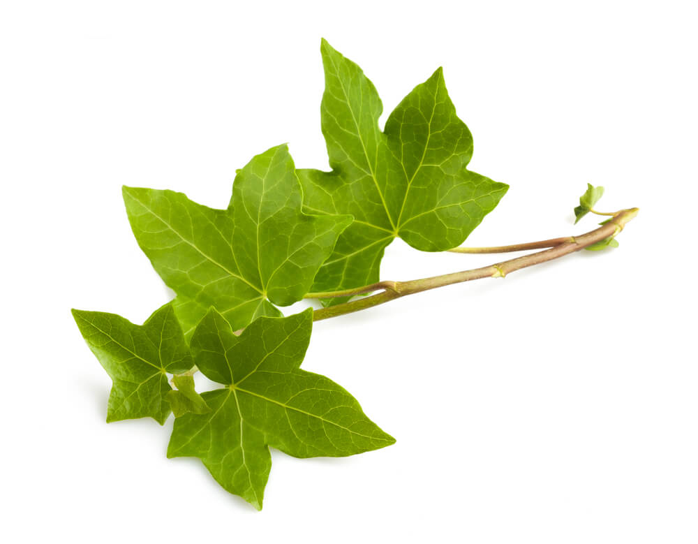 Australian ivy palm