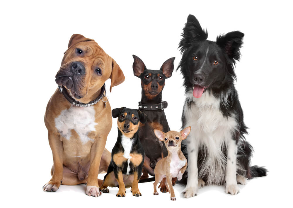 Five rescue dogs