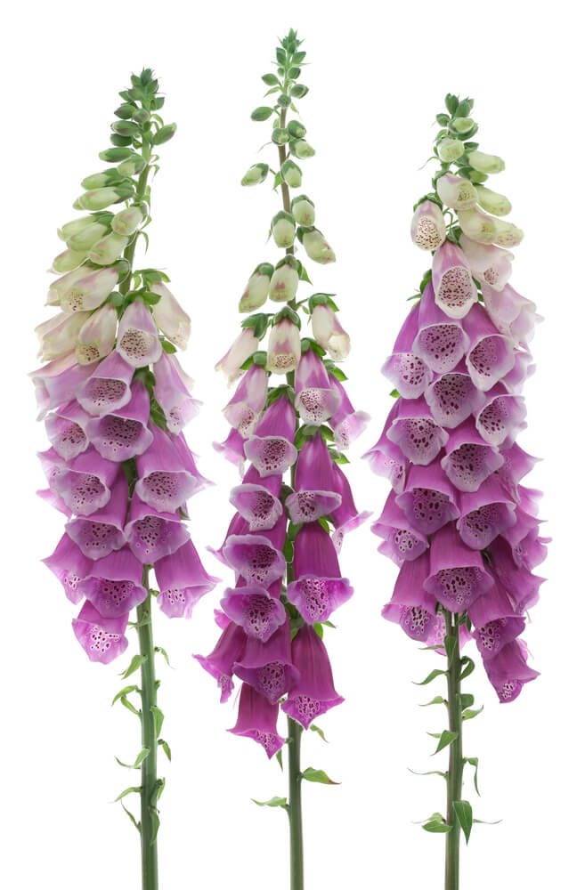foxglove