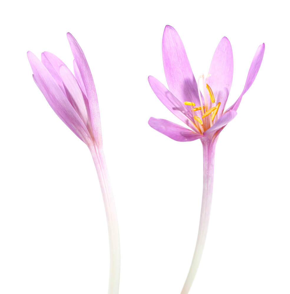 Autumn Crocus