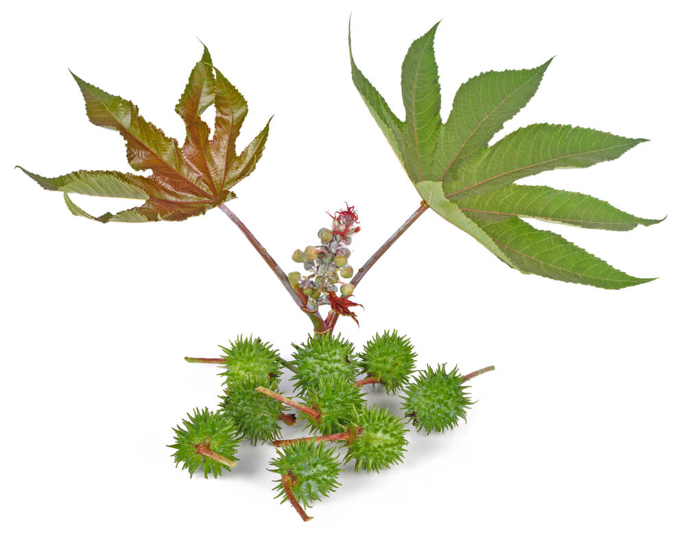 Castor oil plant