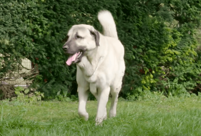 Kangal
