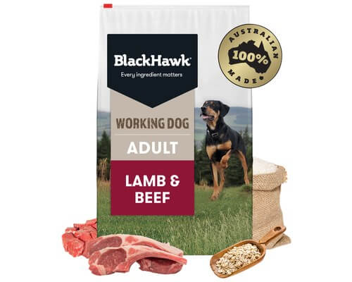 Black Hawk Working Dog