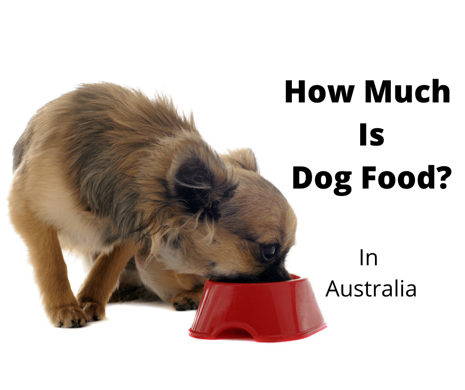 Chihuahua eating dog food