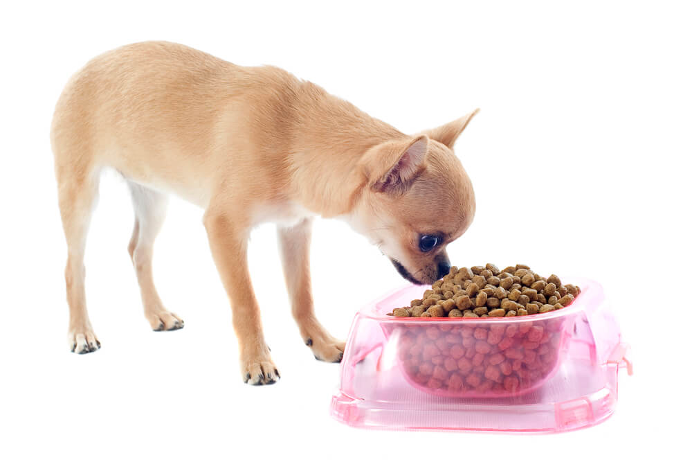puppy chihuahua