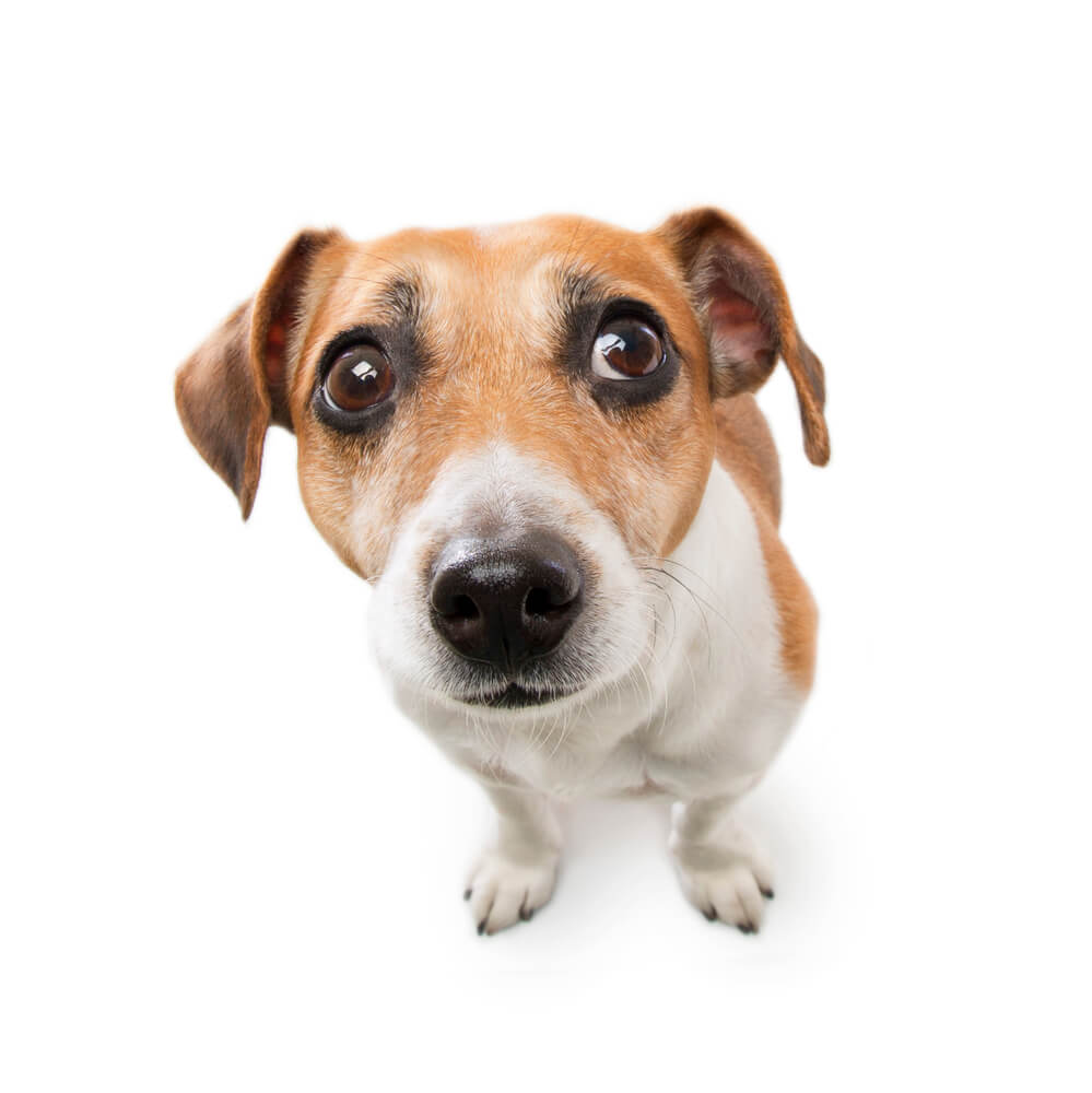 Jack Russell looking concerned