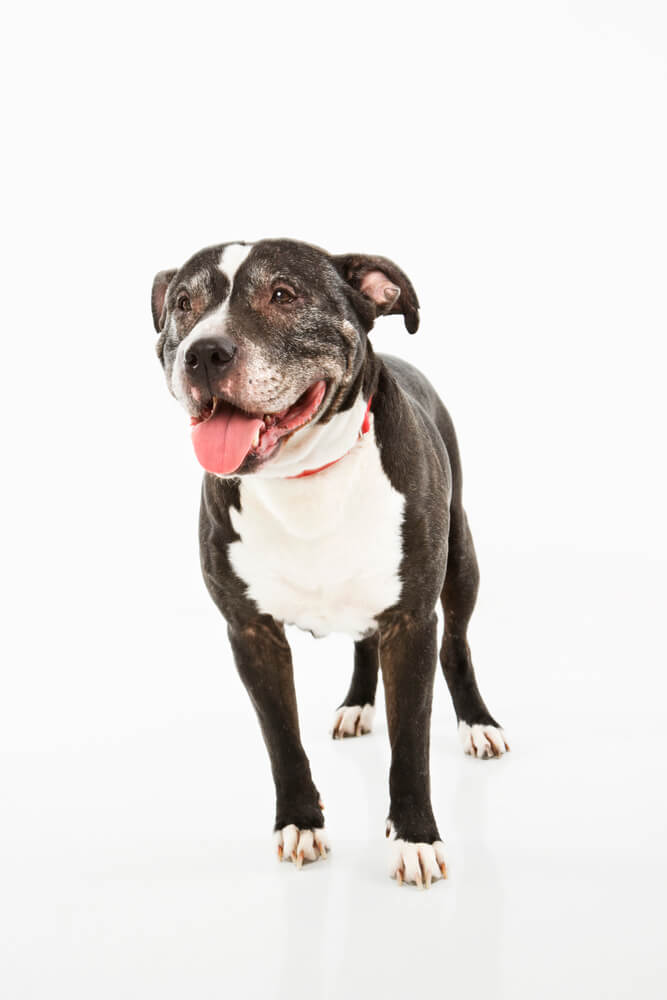 Staffy dog panting in the heat