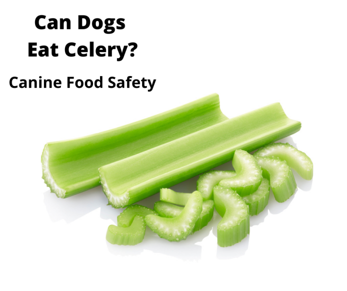 Celery sticks