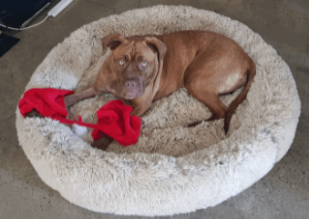 Max testing bed