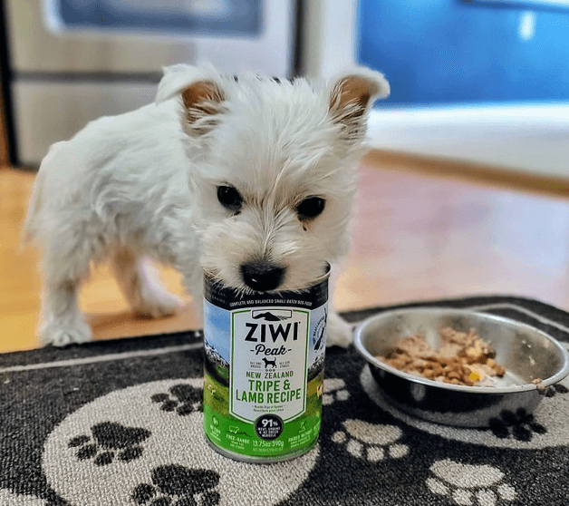 Ziwi Peak Wet Food being tested