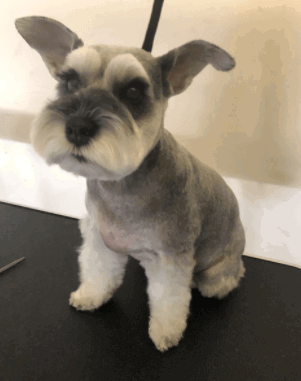 The Fur King Cordless Dog Clippers being tested