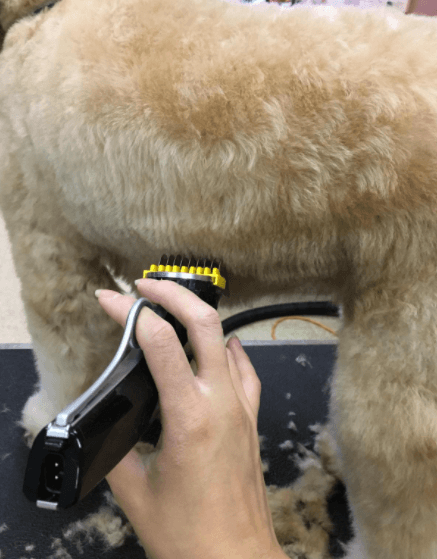 Wahl Professional Animal Motion being tested.
