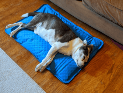 K&H Extra-Thick Cooling Orthopedic Dog Bed being tested