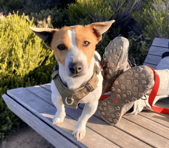 Dog Nation - Ultra Light No Pull Dog Harness being tested.