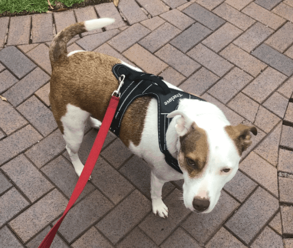 12 Best Dog Harnesses In Australia (2023 Buyers Guide ...