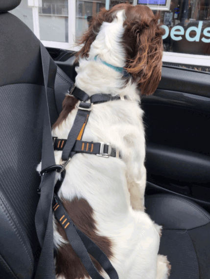 Kurgo Dog Car Harness being tested.