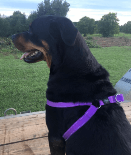 Rogz Utility Step-in Dog Harness being tested.