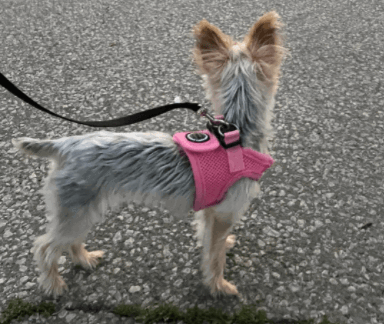 The Puppia Soft Harness being tested.