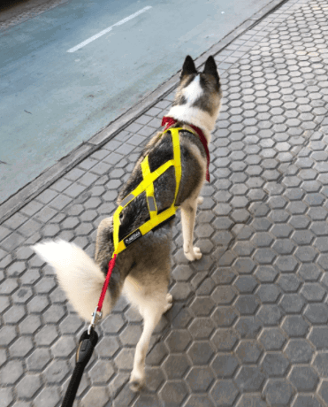 Neewa Sled Pro Harness being tested.