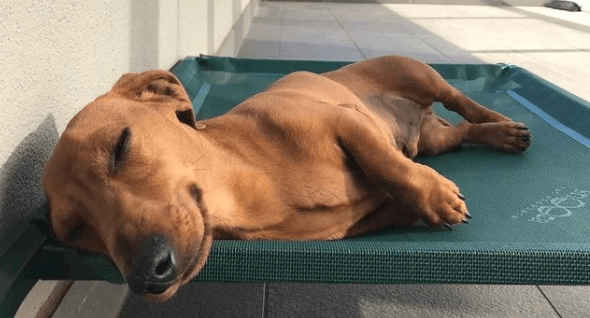 Snooza Flea Free Dog Bed being tested.