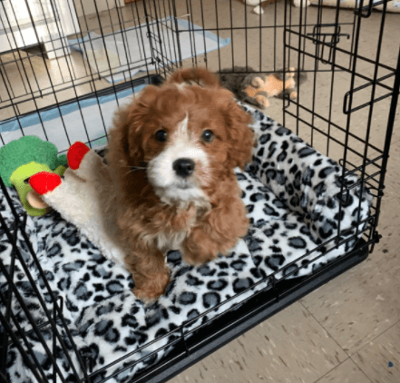 MIXJOY Dog Bed Crate Mat being tested.