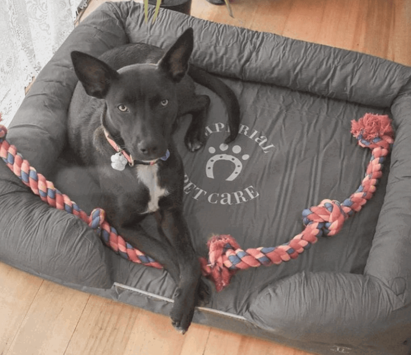 Imperial Pet Care Bed