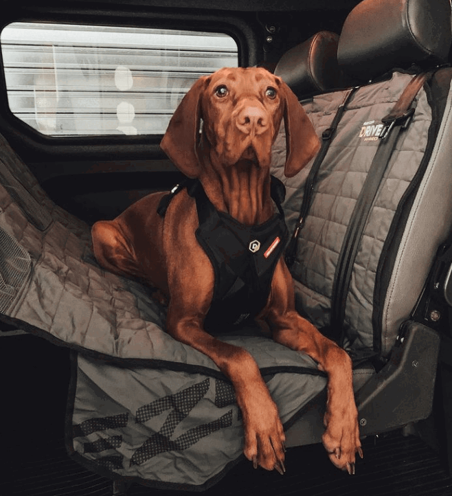 EzyDog Drive Seat Cover being tested.