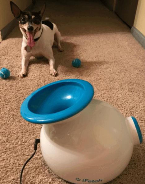 The iFetch Original Automatic Dog Ball Launcher being tested.