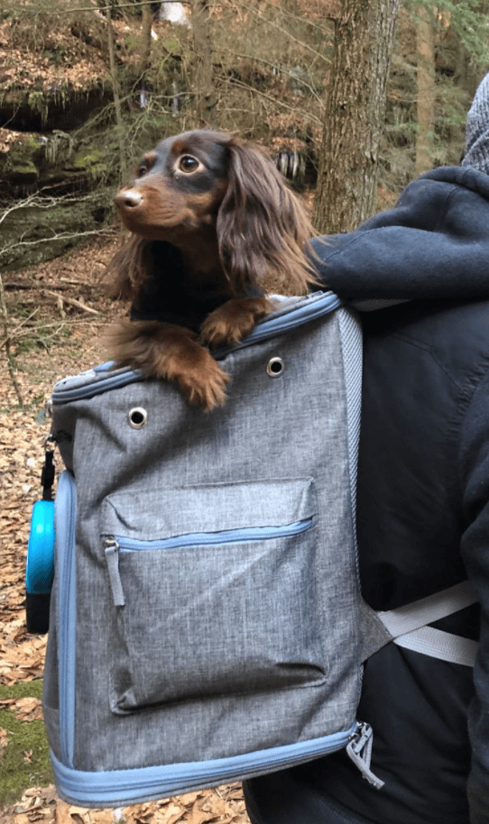 Mr Peanut's Backpack Dog Carrier being tested by our review team.