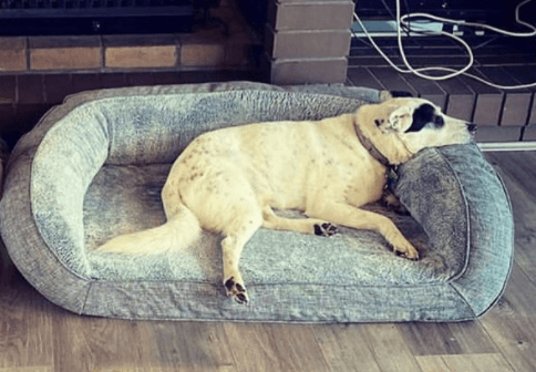 Snooza Ortho Dog Bed Test