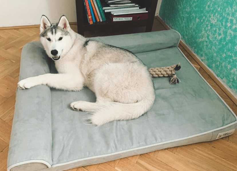 PetFusion Better Lounge Dog Bed being tested