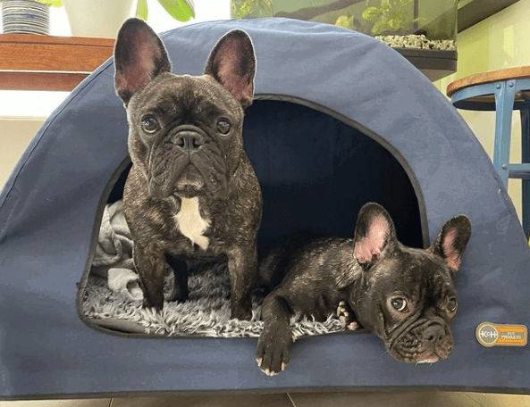 K&H Indoor & Outdoor Elevated Pet Bed & Shelter being tested