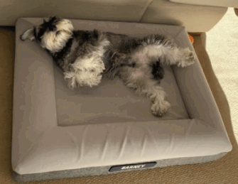 Pet Parlour Orthopedic Dog Bed