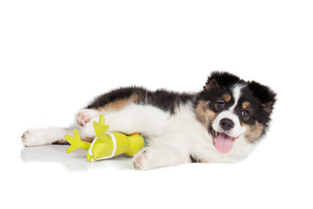 Australian Shepherd puppy playing with toys.