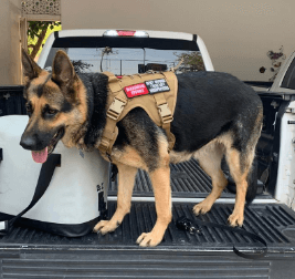 OneTigris Tactical Service Dog Vest being tested by our review team.