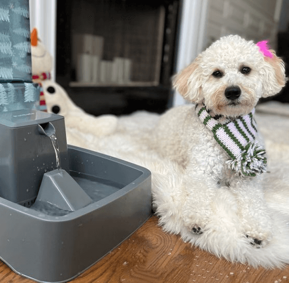 PetSafe Drinkwell Dog 7.5 Litre Fountain being tested by our review team.