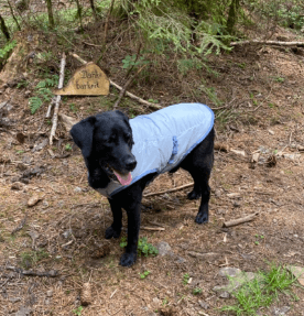Kurgo Dog Core Cooling Vest being tested by our review team.