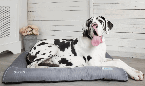 Scruffs Cooling Dog Bed being tested