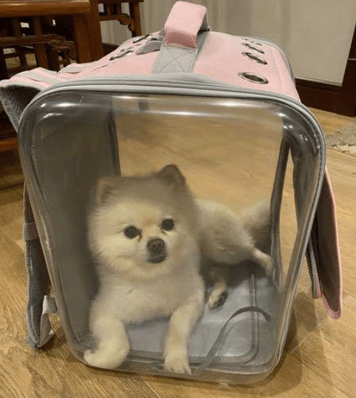 Petseek Dog Backpack being tested by our review team.
