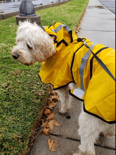 HDE Hooded Dog Raincoat being tested by our review team.