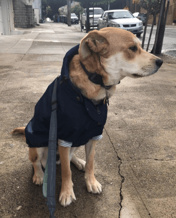 Ellie Dog Wear Navy Blue Zip Up Dog Raincoat being tested by our review team.