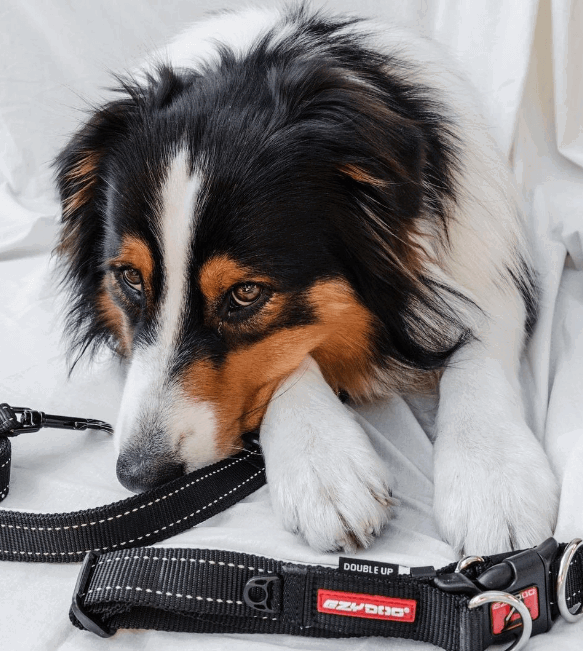 EzyDog Car Seat Belt Attachment being tested by our review team.