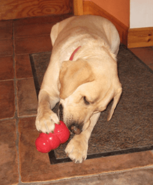 KONG - Classic Dog Toy being tested by our review team.