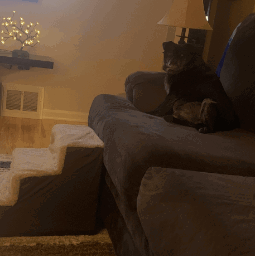 Dallas Manufacturing Co. 3 Step Home Décor Pet Steps being tested by our review team.
