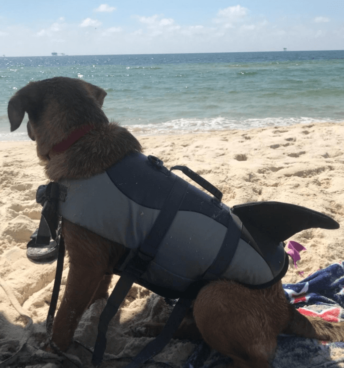 Queenmore Ripstop Life Jacket Fish Style Floatation Vest Grey Shark being tested.