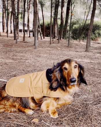 Carhartt Chore Coat Dog Vest being tested by our review team.