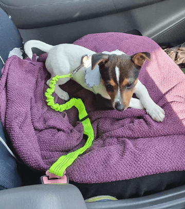 Zenify Dog Car Seat Belt being tested by our review team.